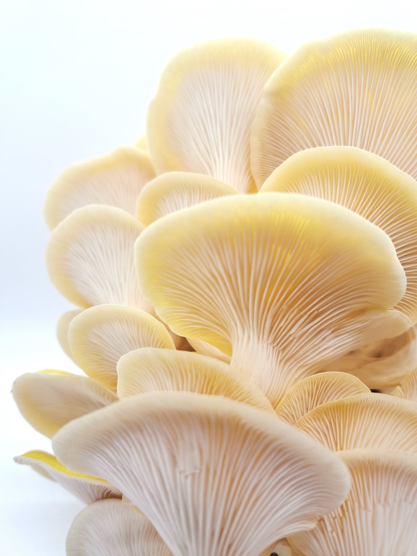 Mushroom Grow Kit