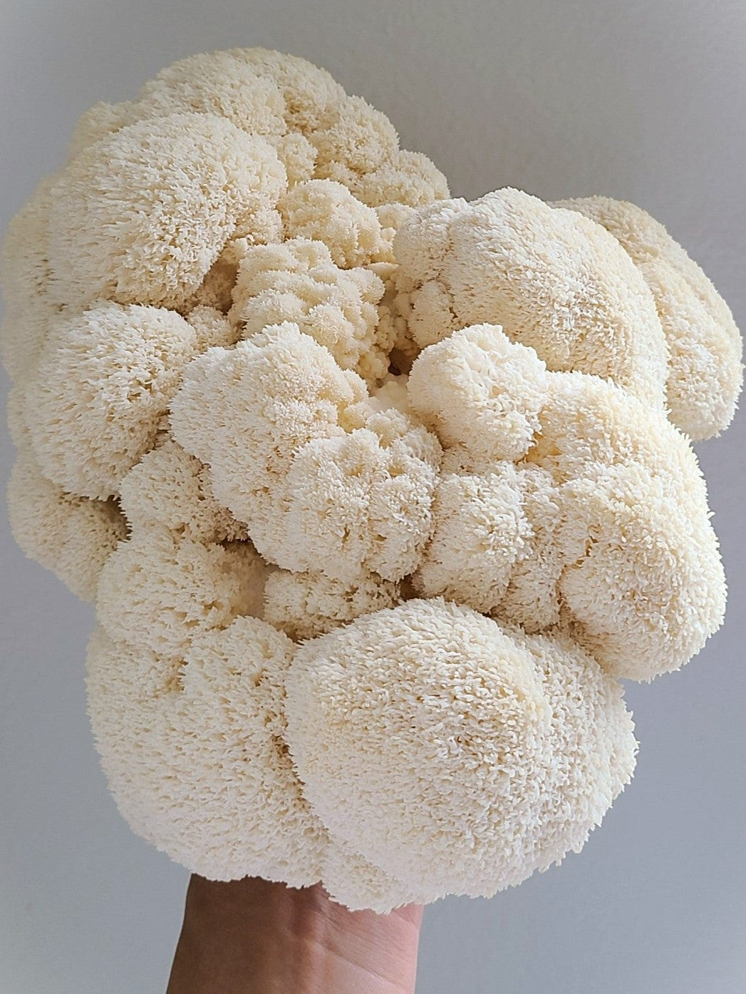 Mushroom Grow Kit