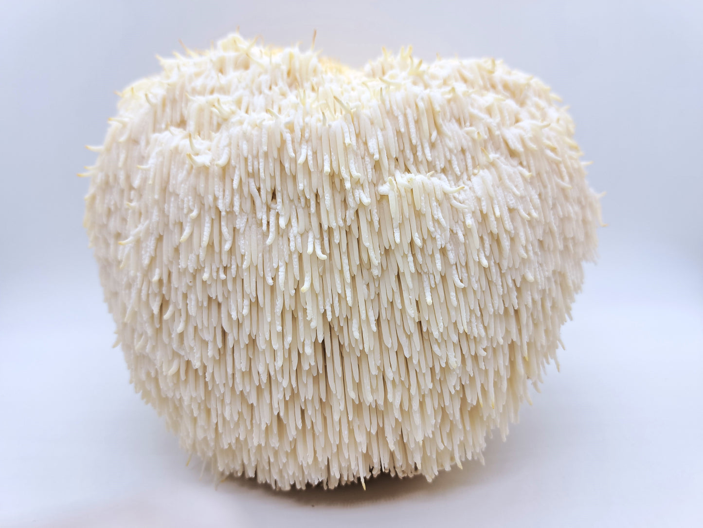 Mushroom Grow Kit