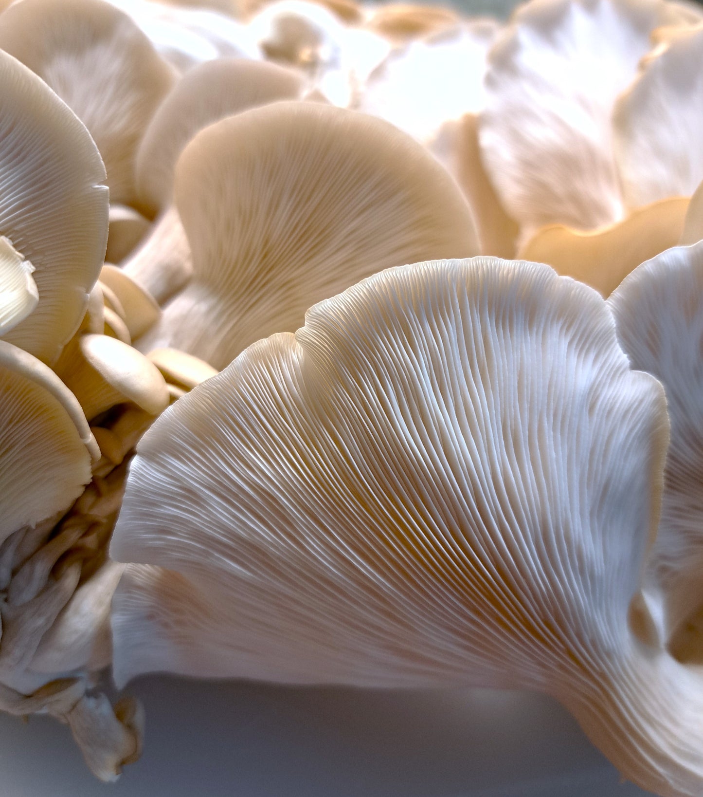 Mushroom Grow Kit