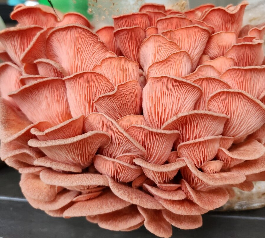 Mushroom Grow Kit