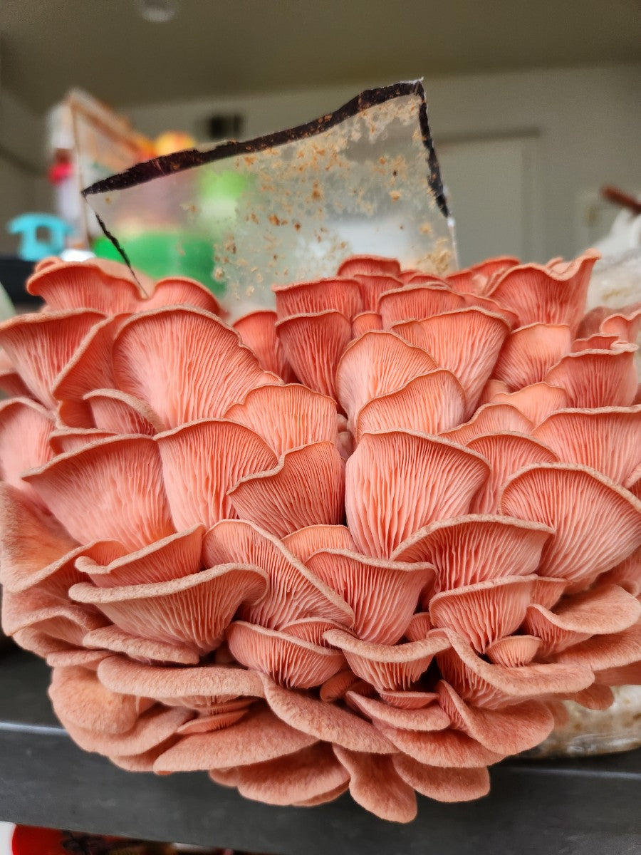 Mushroom Grow Kit