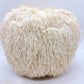 Lion's Mane Mushroom Grow Kit~10lbs