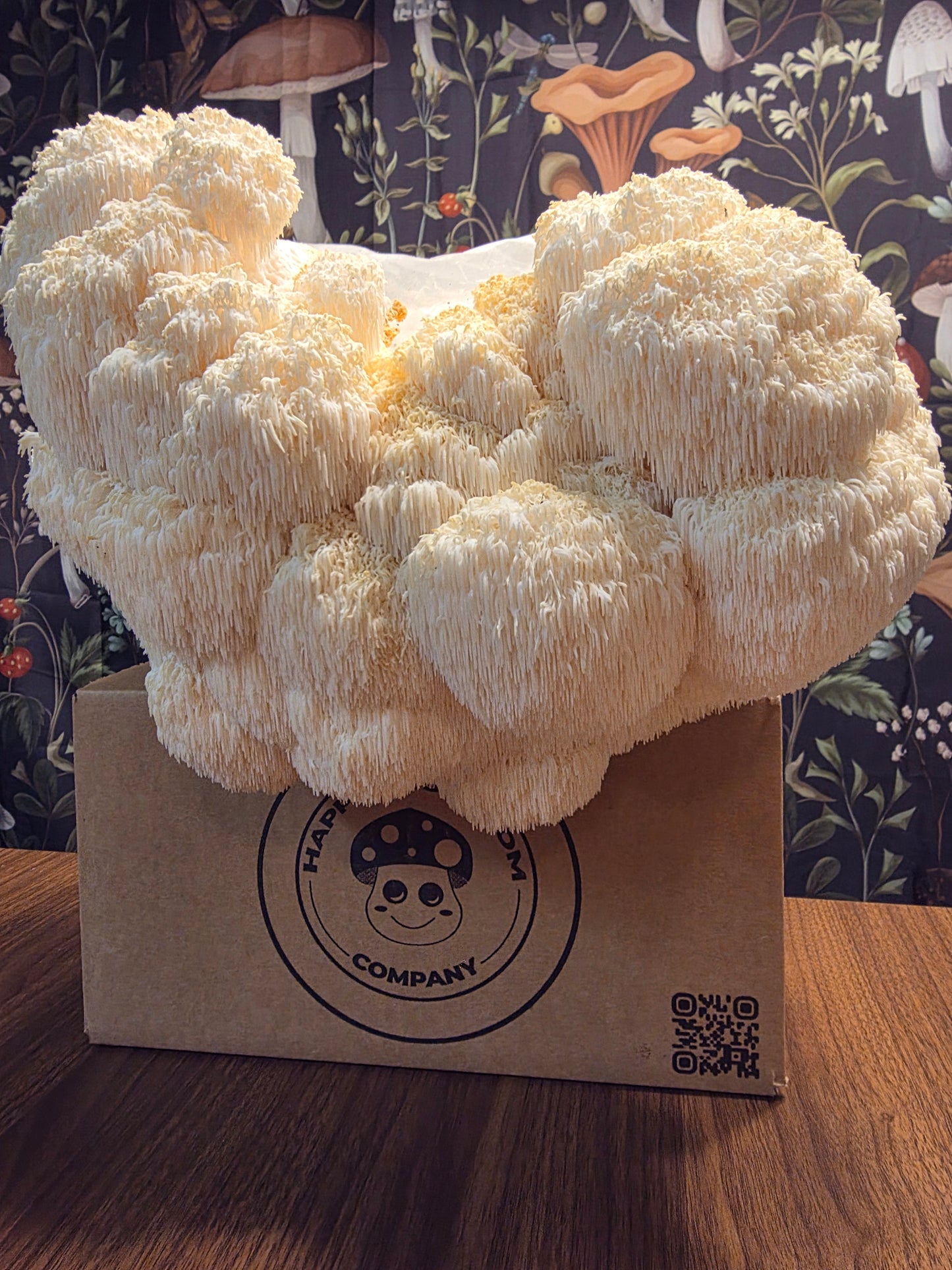 Lion's Mane Mushroom Grow Kit~10lbs