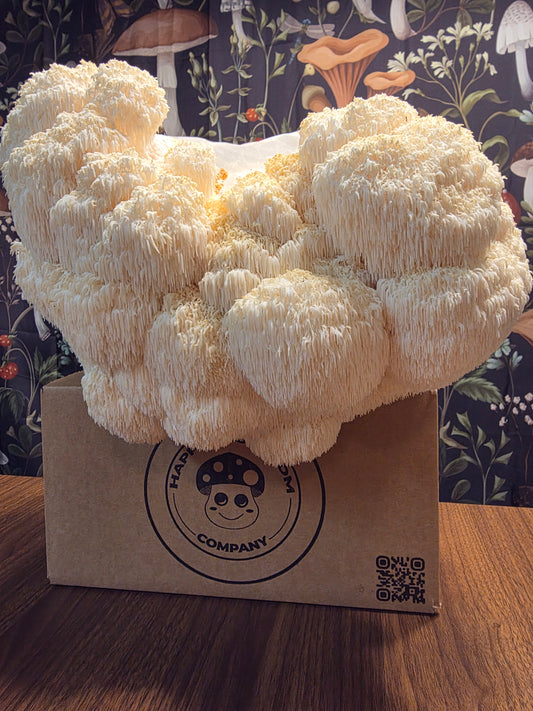 Lion's Mane Mushroom Grow Kit~10lbs